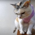 一体何が？！無くなった茶の間に驚きを隠せない猫ちゃん