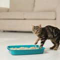 猫砂がキラキラしてる!?それって「尿路結石」かも…