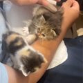 2匹の子猫を保護→1匹は里親に出す予定だったけど…子猫の行動と保護主の『…