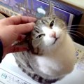 猫ちゃんの可愛いくて魅力的なところとは♡？