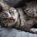 『猫専用ベッド』で寝ないのはナゼ？4つの理由と寝てもらうために重要な工…