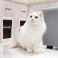 【獣医師監修】キンカローってどんな猫？特徴や性格から飼う前の注意点・…
