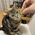 猫に「遊んで欲しい♡」と選ばれる人の特徴３つ