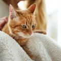 猫に『甘えん坊』になってもらうには？試してみたい５つの事