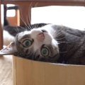 綺麗好きな猫ちゃんを見つめているのは…