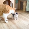 子猫が初めて『大きな猫を見た』結果…『可愛すぎる反応』が18万3000再…