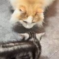 やんちゃな新入り子猫との初めての対面で…先住猫が見せた『優しすぎる…