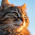 猫の「記憶力」って良いの？悪いの？現在わかっている6つの結果