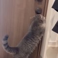 外に出たがる猫に『行けない理由』を伝えたら…まるで人間のような『まさか…
