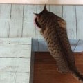 ダンボール３つあればOK♪猫のトンネルを手作りしてみよう！