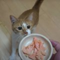 おいしいにゃ〜♡初めて鮭を食べる猫ちゃん『パート１』