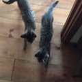 一日ぶりに帰ってきたお父さん→キジトラの子猫たちが気付いて…"…