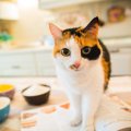 猫に『やめてほしい』と伝える3つの方法　逆効果な方法で伝えている可能性も