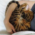 猫と一緒に寝る時に『やるべきこと』と『やったらダメなこと』４つ