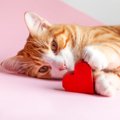 猫があなたを『心から愛している』ときにみせるサイン3つ　見逃せない…