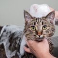 猫の健康を害する『ダメなお手入れ方法』4選とその理由　やり過ぎは猫の体…