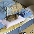 「そっちじゃないんだ…」猫と添い寝をしようとしたら…まさかの枕が占…