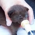 突然保健所行きに…ミルク飲みの子猫に起こった奇跡とは？