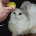 猫ちゃんの頭にボールを乗せてみた結果…　果たしてどうなる？