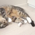 猫ちゃんとボール遊び！フリーズした理由は？