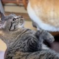 猫３匹が好きでたまらない同居犬→“かまって攻撃”が繰り出され…個性豊かな…