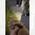 夜、犬の散歩をしていたら…小さな子猫との『まさかの出会い』と保護さ…