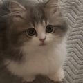 子猫に『ごはん食べる？』と声をかけたら…元気いっぱいな『可愛すぎる反応…