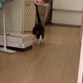 少し離れたところにいた猫に『おいで』と声をかけたら…気付いた瞬間の『可…