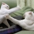 『絶対に当たらない猫パンチ』vs『絶対に届かない猫パンチ』想像を超…