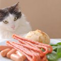 猫にとってのスーパーフードはどんな物？それぞれの特徴や与え方