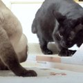 新しい爪とぎ最高！またたびで酔いどれ姿を見せる猫ちゃん