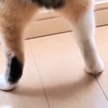 カーテンの裾からのぞく短い脚……じーっと窓の外を眺める猫の可愛さに…