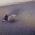 夜中に『道の真ん中で動けなくなっている子猫』を発見→近づいたら……壮絶な…