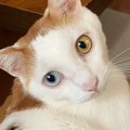 『おいで、おいで〜』と愛猫のことを呼ぶと……可愛すぎる瞬間に「躍動…