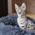 ワイルドな魅力いっぱいの『ヤマネコっぽい猫種』5選　性格もやっぱり…