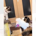 おもちゃを使用して『猫を遊ばせる猫』を見ていたら…思わぬ展開に笑いが止…