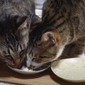 たくさん食べたい！兄猫ちゃんの分もこっそりいただいちゃう♡