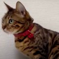 移動でお疲れ？飼い主さんの実家でうなっちゃうボス猫ちゃん