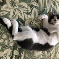 猫が信頼する飼い主の特徴３つ！これができる人は信頼されるかも！