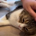 パパさんが帰ってきた！うれしくてたまらない親子猫！