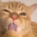 夢中になって毛づくろいしていたネコ→飼い主さんが離れると…まさかの…