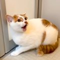 換毛期に入った猫→お風呂に入れようとしたら…怪獣もビックリの『リア…