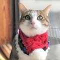 LAYLAの12猫占い【12/21～12/27】のあなたと猫ちゃんの運勢