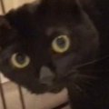 『ベッドに向かおうとする黒猫』を撮っていたら…飼い主さんが思わずツ…