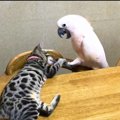 オウムがいる家に猫を迎えて８年後……想像もしていなかった『現在の姿』が…