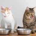 猫の『免疫力』を上げてくれる6つの食材　体づくりを支える栄養素や食事に…