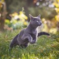 猫が全力疾走すると『驚くほど速い』理由3つ　最高速度はどのくらい？…