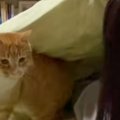 寝る時間になると『ベッドの上にくる猫』→布団をめくってあげると…恋人同…