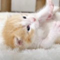 「可愛い以外の言葉がでない」寝返りを成功させた子猫…可愛すぎる『ドヤ顔…