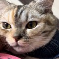 甘えてきた猫を抱っこして喋りかけたら…嘘みたいな『鳴き声』に爆笑する人…